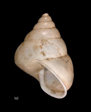 Media type: image;   Malacology 72025 Aspect: apertural